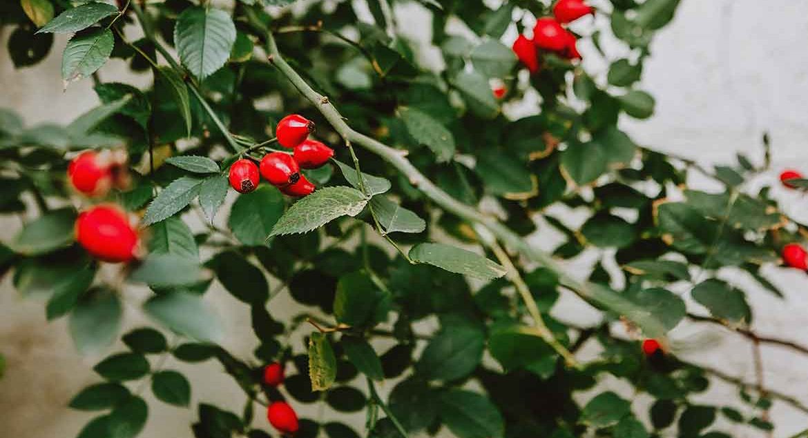 kuşburnu marmelatı faydaları